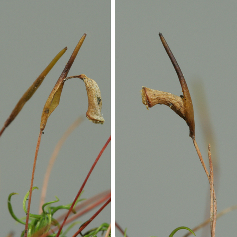 Timmia megapolitana subsp. megapolitana